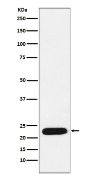 MtTF1 Recombinant Rabbit Monoclonal Antibody
