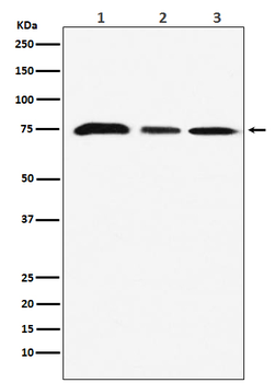 KAT7 Recombinant Rabbit Monoclonal Antibody