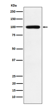 Calmegin Recombinant Rabbit Monoclonal Antibody