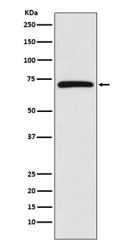CIAP1 Recombinant Rabbit Monoclonal Antibody