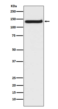 TLR9 Recombinant Rabbit Monoclonal Antibody