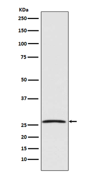 GDNF Recombinant Rabbit Monoclonal Antibody