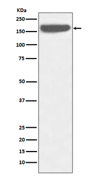 SOS 1 Recombinant Rabbit Monoclonal Antibody