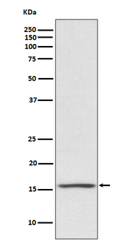PMAIP1 Recombinant Rabbit Monoclonal Antibody