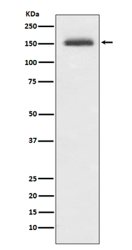 Integrin alpha 4 Recombinant Rabbit Monoclonal Antibody