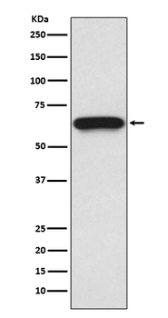 CDC25B Recombinant Rabbit Monoclonal Antibody