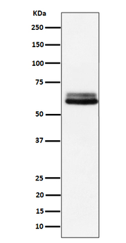 BIN1 Recombinant Rabbit Monoclonal Antibody