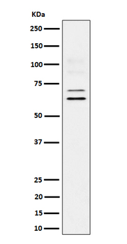BIN1 Recombinant Rabbit Monoclonal Antibody