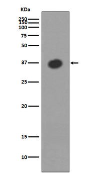 Maltose binding protein Recombinant Rabbit Monoclonal Antibody