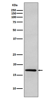 DNAJC15 Recombinant Rabbit Monoclonal Antibody