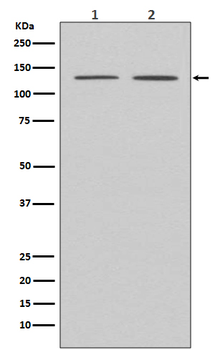 APAF1 Recombinant Rabbit Monoclonal Antibody