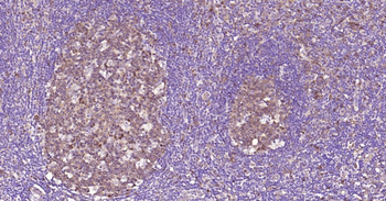 Caspase-3 Recombinant Rabbit Monoclonal Antibody