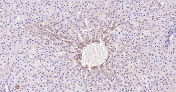Caspase-3 Recombinant Rabbit Monoclonal Antibody