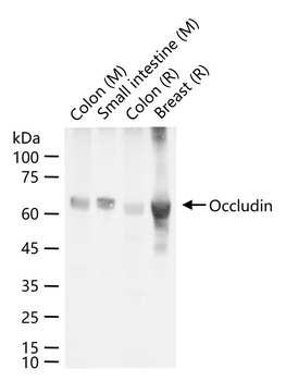 Occludin Recombinant Rabbit Monoclonal Antibody