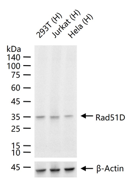 Rad51D Recombinant Rabbit Monoclonal Antibody