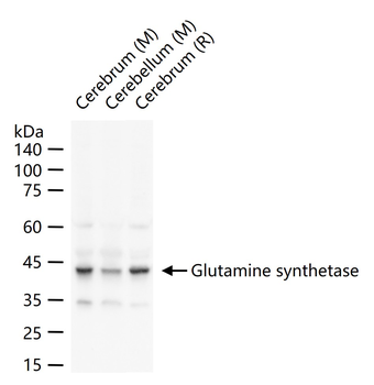 Glutamine synthetase Rabbit Polyclonal Antibody