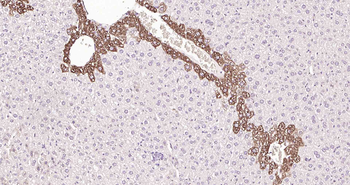 Glutamine synthetase Rabbit Polyclonal Antibody