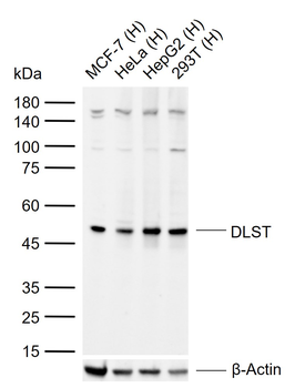 DLST Recombinant Rabbit Monoclonal Antibody