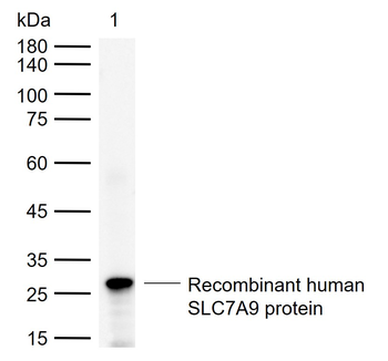 SLC7A9 Rabbit Polyclonal Antibody