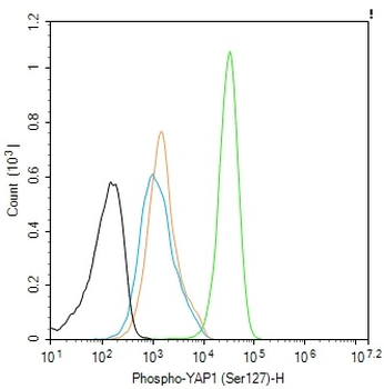 Phospho-YAP1 (Ser127) Recombinant Rabbit Monoclonal Antibody