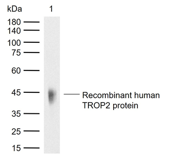 TROP2 Mouse Monoclonal Antibody