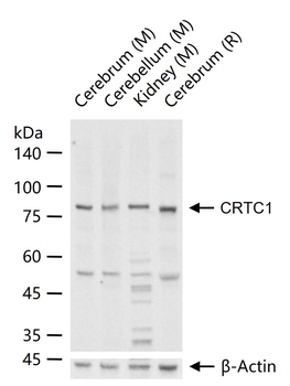CRTC1 Rabbit Polyclonal Antibody