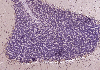 CRTC1 Rabbit Polyclonal Antibody