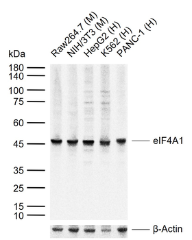 EIF4A1 Mouse Monoclonal Antibody
