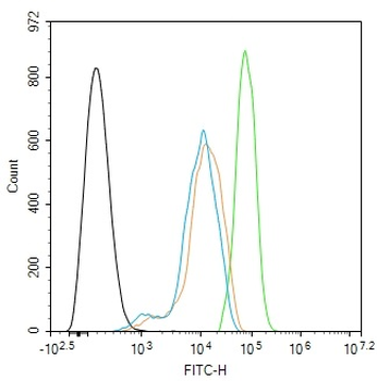 DDX27 Rabbit Polyclonal Antibody