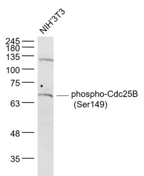 Phospho-Cdc25B (Ser149) Rabbit Polyclonal Antibody
