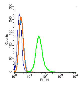 FAM61B Rabbit Polyclonal Antibody