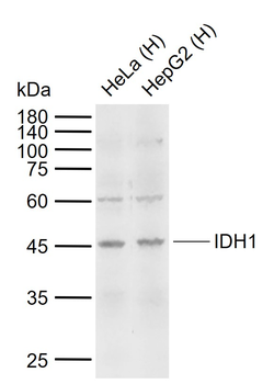 IDH1 Rabbit Polyclonal Antibody