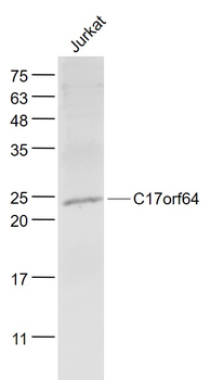 C17orf64 Rabbit Polyclonal Antibody