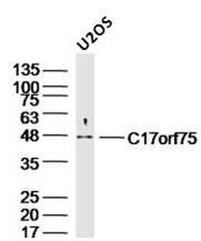C17orf75 Rabbit Polyclonal Antibody