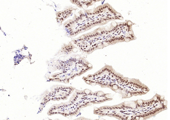 P53 (FL-393) Rabbit Polyclonal Antibody
