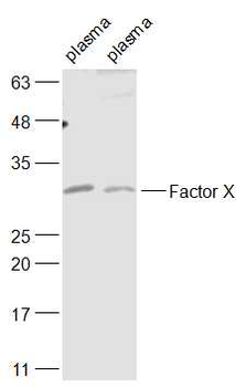 Factor X Rabbit Polyclonal Antibody