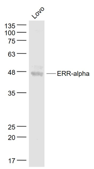 ERR-alpha Rabbit Polyclonal Antibody