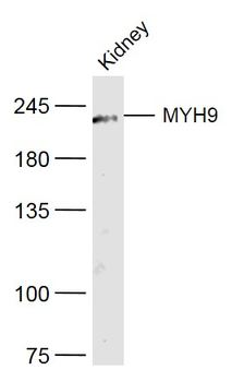 MYH9 Rabbit Polyclonal Antibody