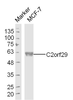 C2orf29 Rabbit Polyclonal Antibody
