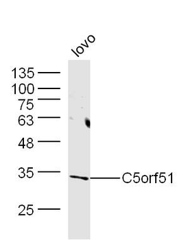 C5orf51 Rabbit Polyclonal Antibody