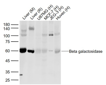 Beta galactosidase Rabbit Polyclonal Antibody