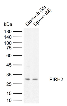 PIRH2 Rabbit Polyclonal Antibody