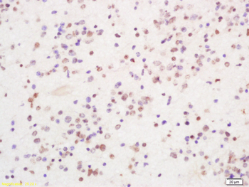 PIRH2 Rabbit Polyclonal Antibody