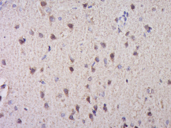 Metallothionein 3 Rabbit Polyclonal Antibody