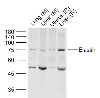 Elastin Rabbit Polyclonal Antibody