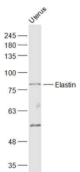 Elastin Rabbit Polyclonal Antibody