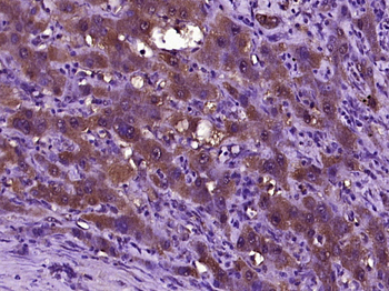 Latency-associated peptide Rabbit Polyclonal Antibody