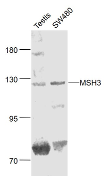 MSH3 Rabbit Polyclonal Antibody