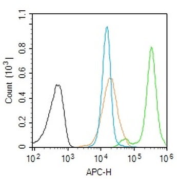 GTPBP9 Rabbit Polyclonal Antibody