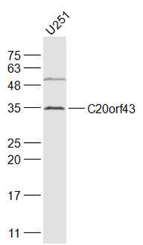 C20orf43 Rabbit Polyclonal Antibody